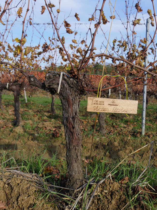 Виноградник на урожай